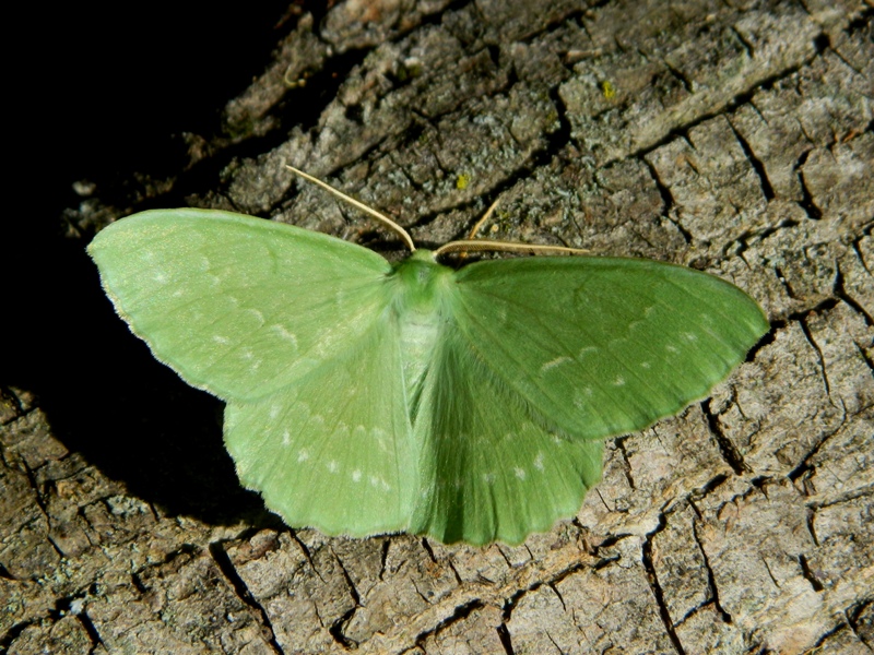 Finalmente!! Geometra papilionaria - Geometridae